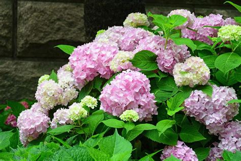 繡球花寓意|绣球花的花语与寓意（传递美好与祝福的绣球花）